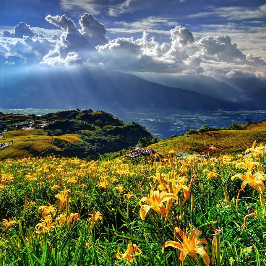 Обогреватель керамический DIMOL Standart Plus 03 Drawing Nature - фото 9.