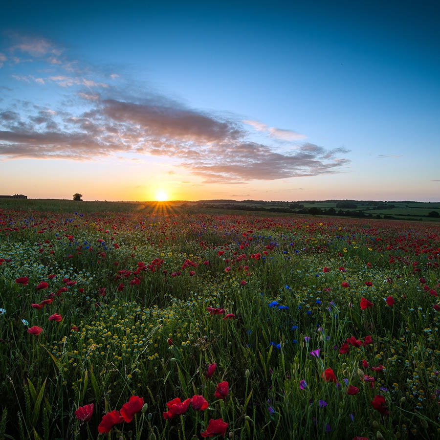 Обогреватель керамический DIMOL Standart Plus 03 Drawing Nature - фото 11.