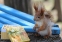 Обогреватель керамический DIMOL Mini Plus 01 Drawing Animals - 16 Обогреватель керамический DIMOL Mini Plus 01 Drawing Animals - фото 15.