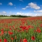 Обогреватель керамический DIMOL Standart Plus 03 Drawing Nature - 8 Обогреватель керамический DIMOL Standart Plus 03 Drawing Nature - фото 7.